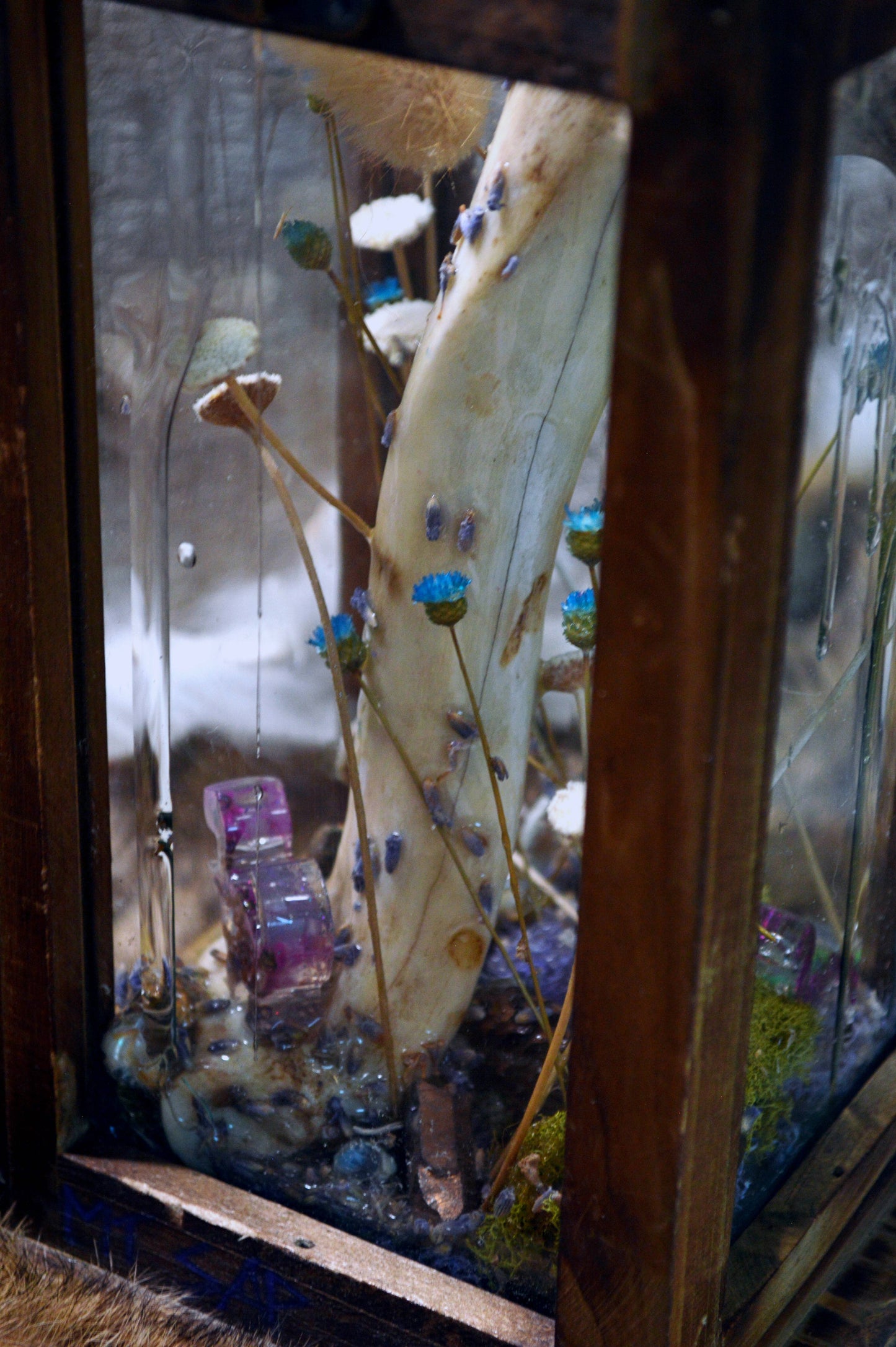 Purple Button Terrarium