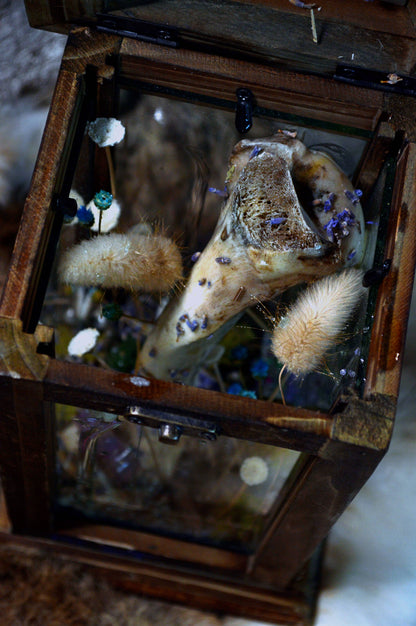 Purple Button Terrarium